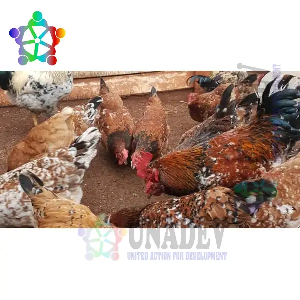 Aguambu Youths Poultry Farming Empowerment I